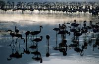  Songes-aquatiques Bogoria crea_reccorr.thumb.jpg